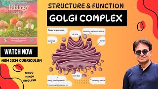 Golgi Complex  Structure amp Function of Golgi Apparatus  Bio Grade 11  Federal Board Pakistan 2024 [upl. by Annawal]