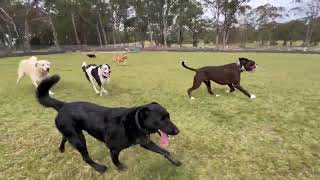 The doggies enjoy a run around the paddock along side Adam [upl. by Watson]