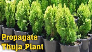 Grow Thuja Plant  How to Propagate Thuja Plant Thuja Occidentalis Emerald Green Arborvitae [upl. by Gans]