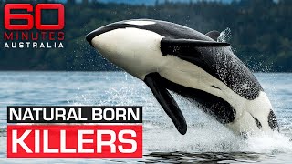 The shocking moment a killer whale attacks its trainer  60 Minutes Australia [upl. by Astraea804]