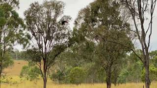 Red Tailed Black Cockatoos [upl. by Eirased]