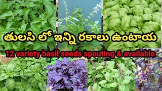 6 variety basil seeds spouting 6 variety herbs seeds spouting seeds available [upl. by Nerti]