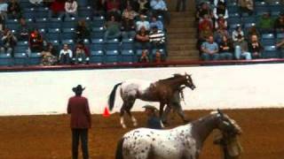 Color Class  2010 Appaloosa World Showwmv [upl. by Nevah478]