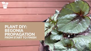 Begonia Propagation from Start to Finish  Begonia Soil Propagation  Begonia Water Propagation [upl. by Norwood]