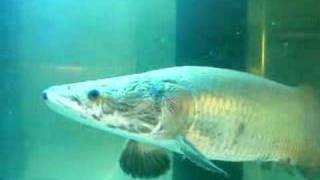 arapaima gigas World Largest Fresh Water Fish [upl. by Bumgardner396]