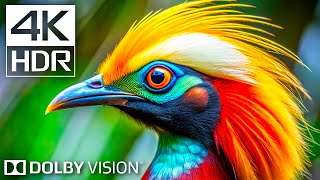 Dolby Vision 4K HDR Revealed The BEST Video Quality Youve Ever Seen [upl. by Ahsilram]