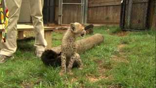 Savanna Cheetah Cub and Puppy Max Play  Cincinnati Zoo [upl. by Merv745]