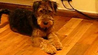 Jack the Airedale Terrier  Dog Obedience [upl. by Analad]