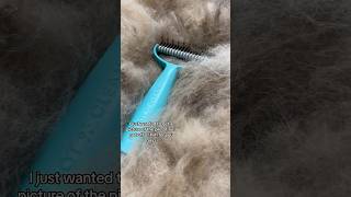 My new favorite deshedding brush for my German shepherd husky during shedding season [upl. by Laine]