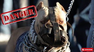 Top 20 Most Dangerous Dog Breeds in the World A MustWatch Guide for Dog Owners [upl. by Monjan990]