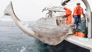 How to Catch Giant Halibut and Cod in Norways Seas  longline fishing [upl. by Allehcram]