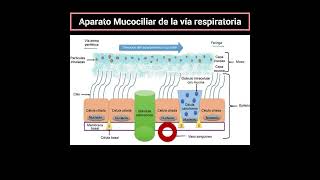 Movimiento Mucociliar Respiratorio [upl. by Pepin]