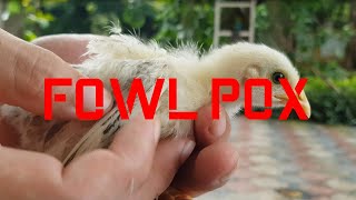 Fowl Pox Vaccination of 2 Weeks Old Chicks [upl. by Kobylak]