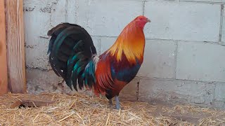 Un Excelente Gallo Mclean limpio The best roosters Mclean Hatch Leiper Mcrea BrownRed [upl. by Chretien710]