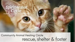 What is Shamanic Animal Rescue Circle [upl. by Castro]