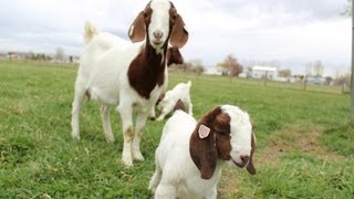 Dozens of baby goats  kids  jumping yelling and playing  HD footage [upl. by Huebner]