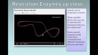 Gene Transfer IB Biology [upl. by Naxela]