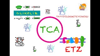 Glikoliz TCAKrebs ve ETZ Biyokimya [upl. by Odrareve]