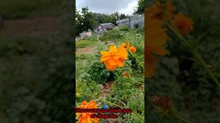 Beauty of My village  nature  village life  trending  viral video [upl. by Nohsyt]