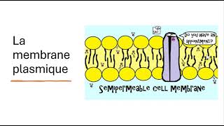 04 La Membrane Plasmique [upl. by Sunda441]