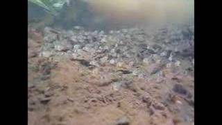 Corydoras in the Amazon [upl. by Yadrahs]