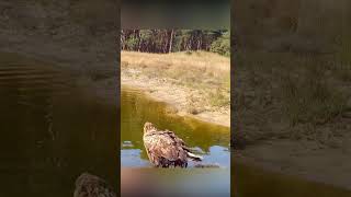 Zeearend en steenarend verschijnen voor wildcamera van de boswachter natuur wildlife wildanimals [upl. by Ardnoed]