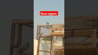 Racer pigeon top quality imported bloodline lain [upl. by Seaton]