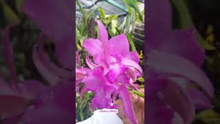 Hibrido de orquidea con Laelia speciosa [upl. by Sisenej]