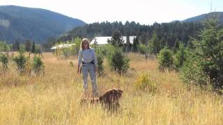 Working Dogs for Conservation Field Demo [upl. by Agustin]