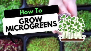 How To Grow Microgreens At Home [upl. by Tuddor]