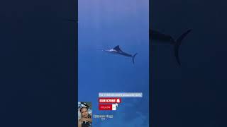 Amazing shots of blue marlin fishing spearfishing fish [upl. by Hurlow374]