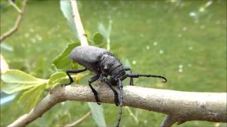 Le déjeuner du Lamie tisserand Lamia textor par André Lequet wwwinsectesnetfr [upl. by Anedal452]