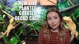 My Brand New LIVE PLANTED Crested Gecko Cage  Dorito’s New Cage [upl. by Jayme237]