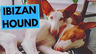 Ibizan Hound  TOP 10 Interesting Facts [upl. by Tj]