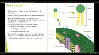 Klas 4 VWO Thema 1 Inleiding in de biologie basisstof 4 organellen deel 4 [upl. by Egdirdle]