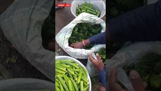 💥🍆🌱 காய்கறி மார்க்கெட் காய்கறி வியாபாரம் 🍆🌱💥 hanbuinfo5184 [upl. by Reiter]