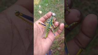 Grasshopper insect😱 part 6 grasshopper grasshoppers insects wildlife animals shorts [upl. by Hairas]