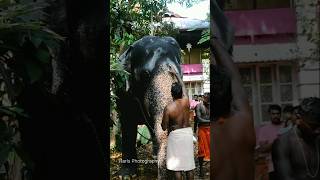 പ്രത്യക്ഷ ഗണപതി Mundakkal Sivanandan ottakomban aanayumpooravum trendingshorts elephant [upl. by Weir]