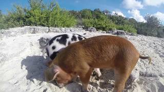 Swimming Pigs Bahamas 2015 [upl. by Enitsirk]