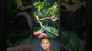 See how long the animals jaw is animals viralvideo reality বাস্তবতা shorts [upl. by Dudley]