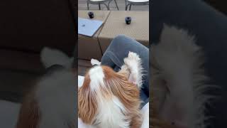 Cavalier King chilling in Florence 🐶 europe dog traveldog puppy cavalierkingcharles doglover [upl. by Olathe]