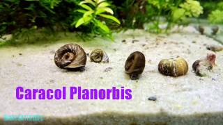 Caracol planorbis cuidados básicos [upl. by Mariann979]