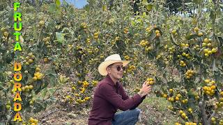 GRANJA DE TEJOCOTES Fruta de la nostalgia 40 Toneladas por hectárea [upl. by Nitsrik805]