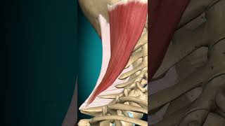 Splenius capitis muscle action Vertebral column Extension muscle anatomy [upl. by Idac]