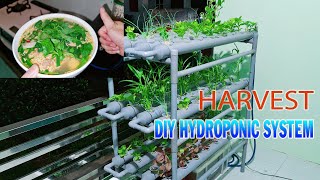 Harvest DIY Hydroponic System using PVC Pipe after 11 days [upl. by Mcilroy]