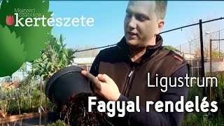 Ligustrum  Fagyal sövény rendelés  Fagyal vásárlás  Fagyal ültetése [upl. by Swaine]