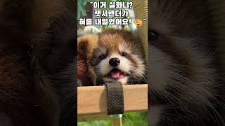 이거 실화냐 랫서팬더가 혀를 내밀었어요 😜 animalshorts healing [upl. by Ahsinaj]