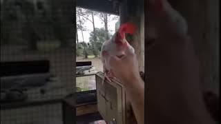 Sus chicken meme fyp fouryoupage shorts youtubeshorts shortvideo funny meme funnymeme [upl. by Enawtna]