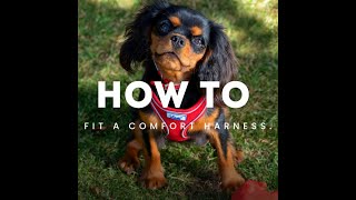 How to fit a comfort harness [upl. by Ntisuj]