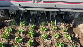 THE BEST WEEDER STOUT AgTech SMART CULTIVATOR [upl. by Osithe548]